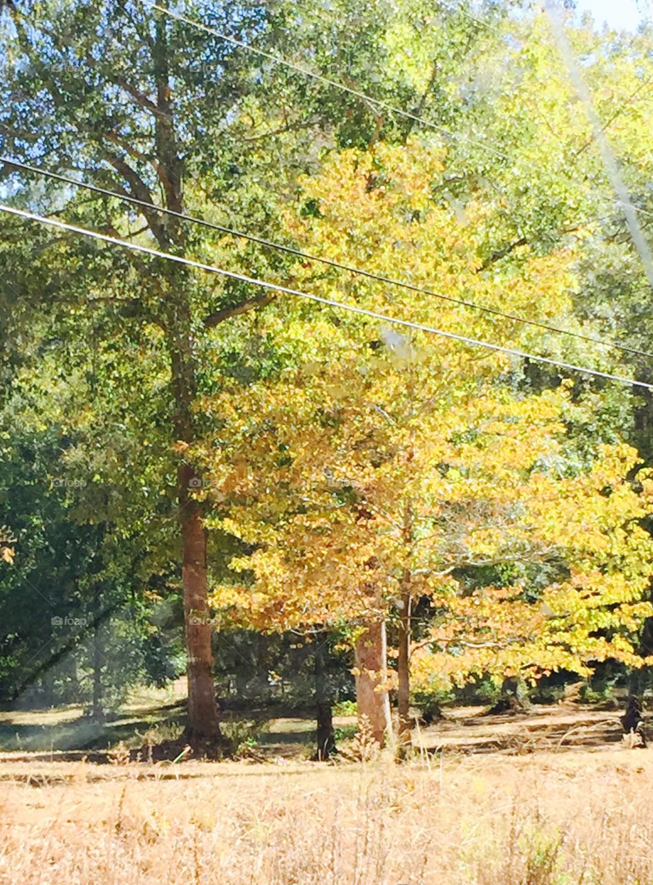 Fall golden colored tree and green trees, also, near a town.