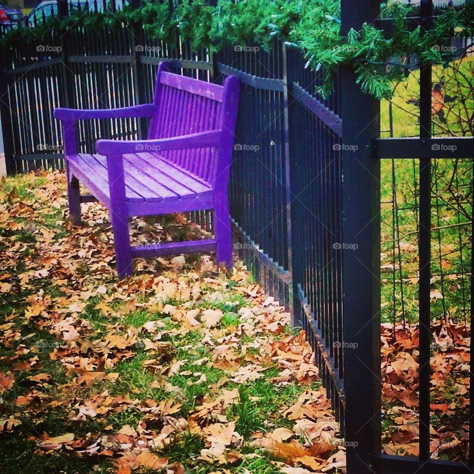 Purple Bench 