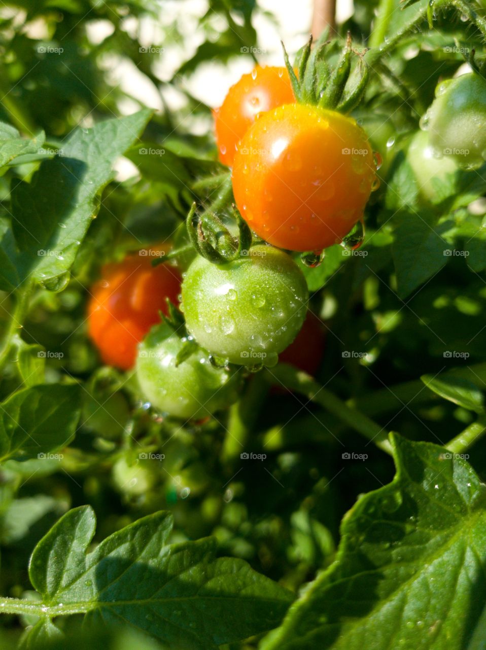 Fresh tomatoes plants. Organic tomatoes  in garden