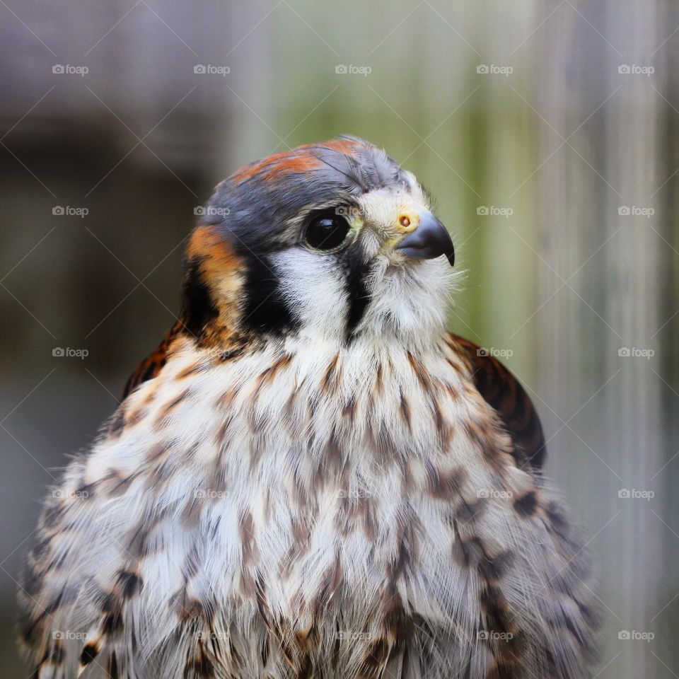 Close-up of kestrel