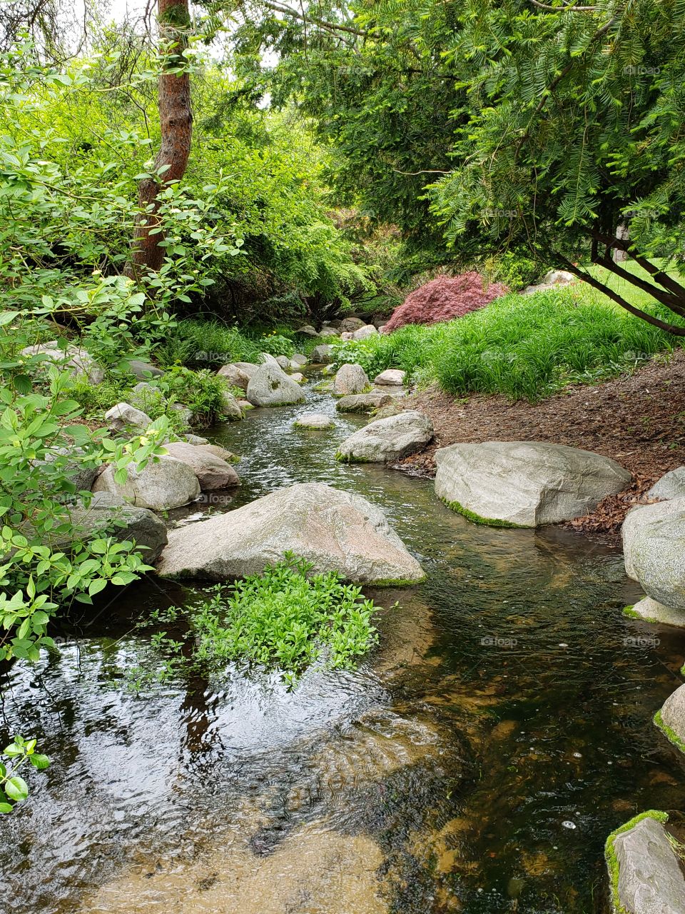 Whiting Forest Stream