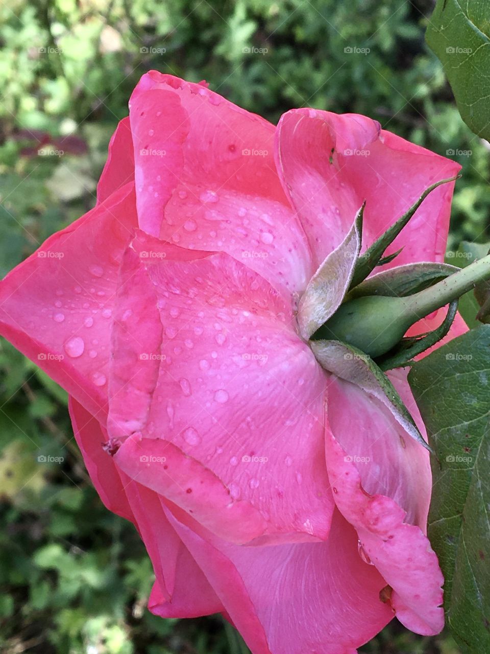 Rain drops on pinky rose