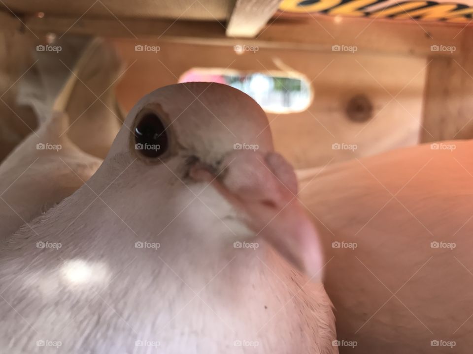 pigeon