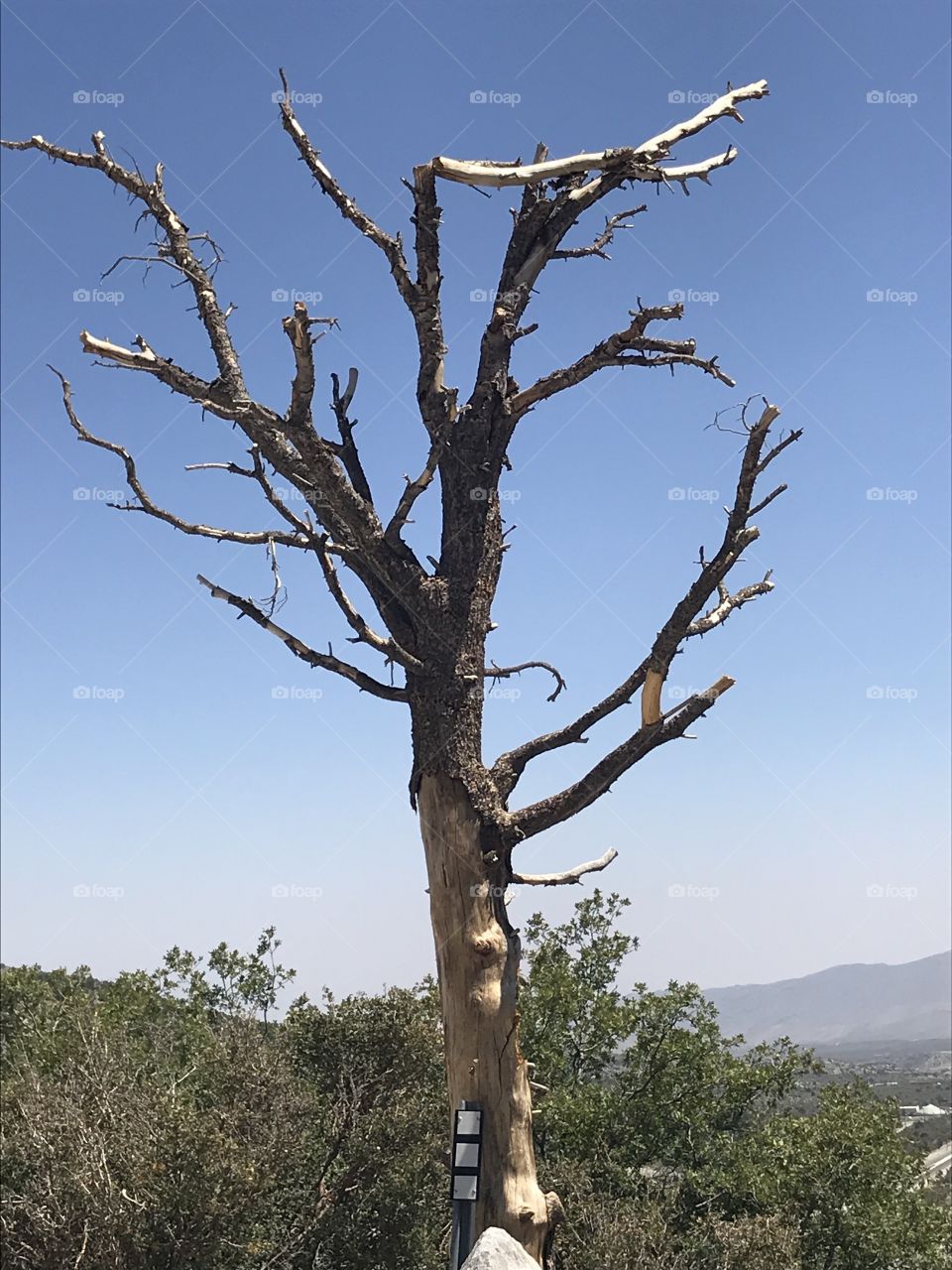 Ugly but cute tree that survived the fire…
