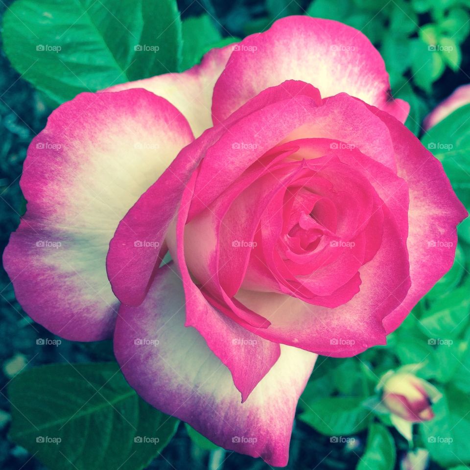 Summer rose at the Rose Garden in Portland, Oregon.
