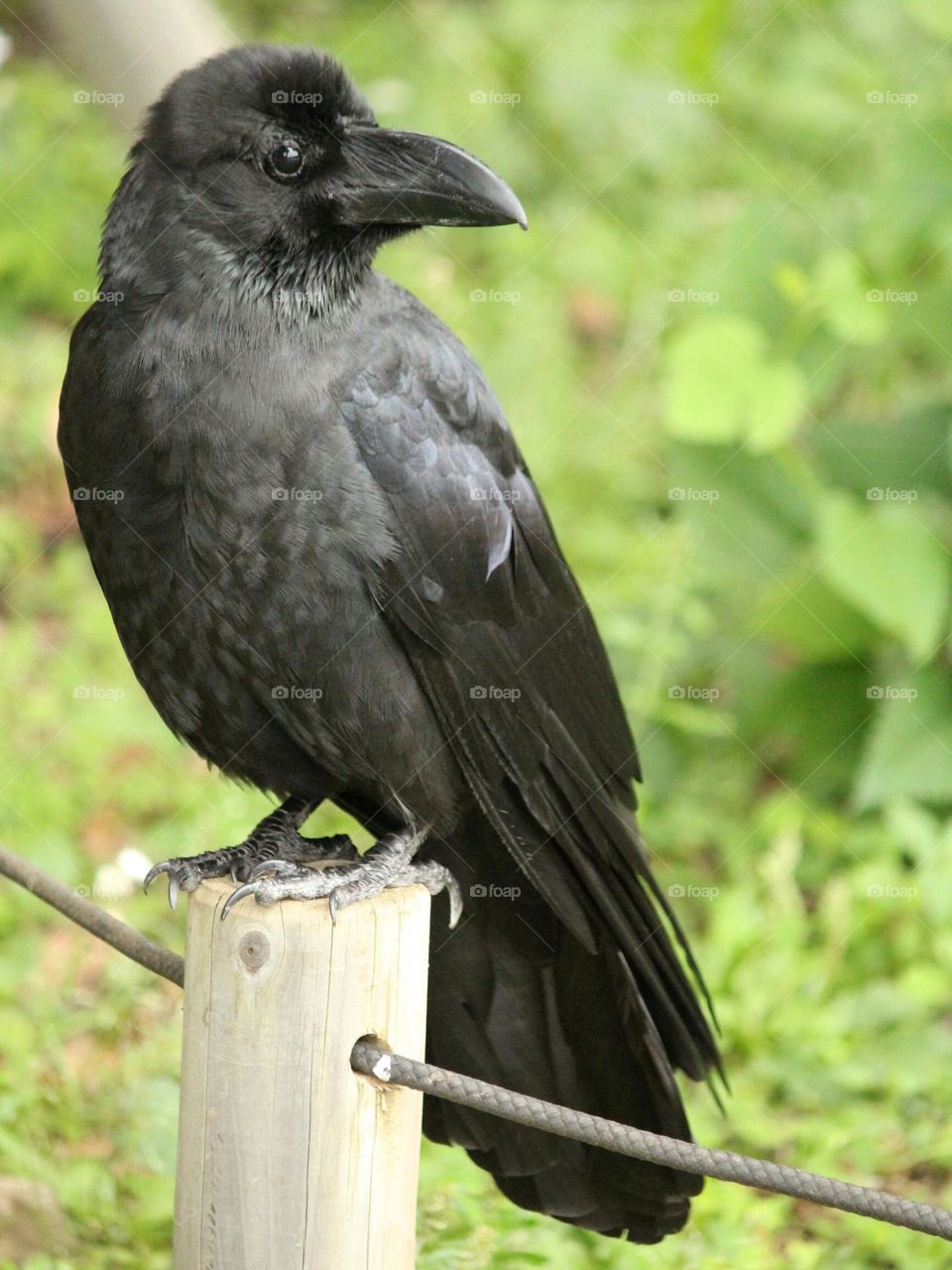 Black raven