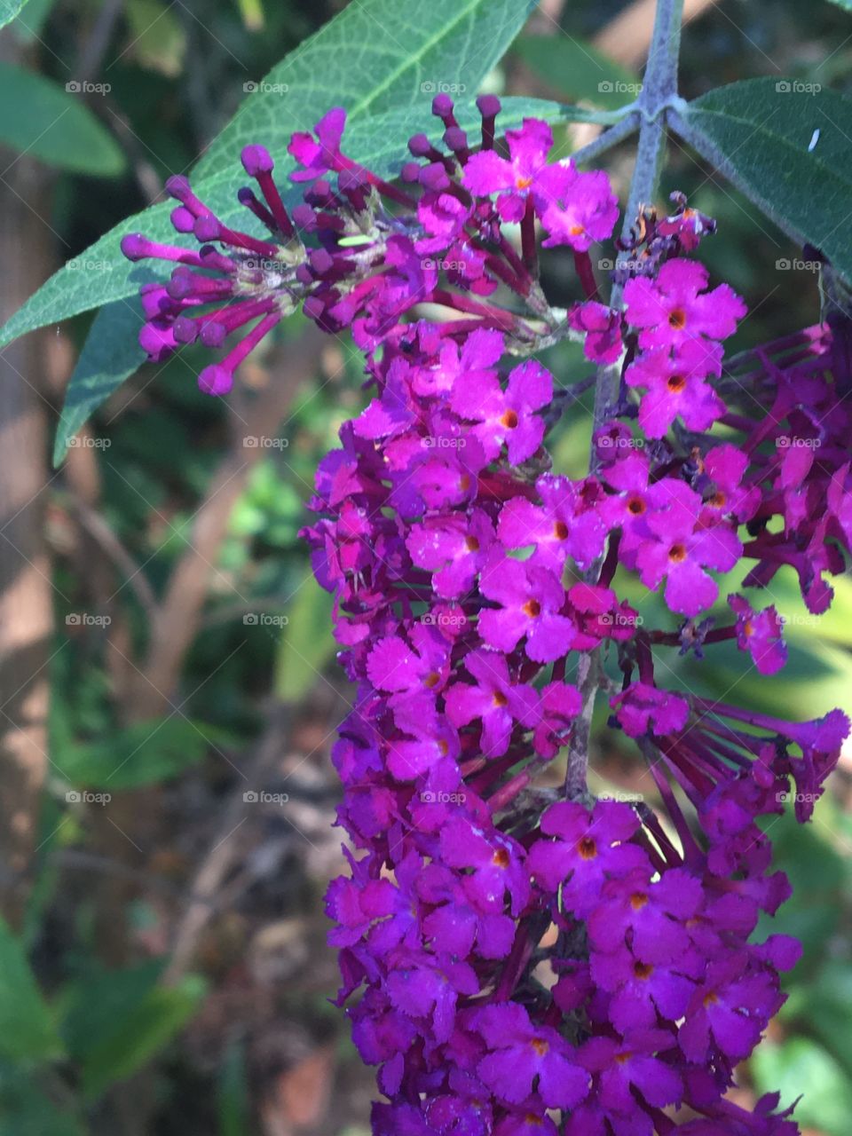 Buddleia