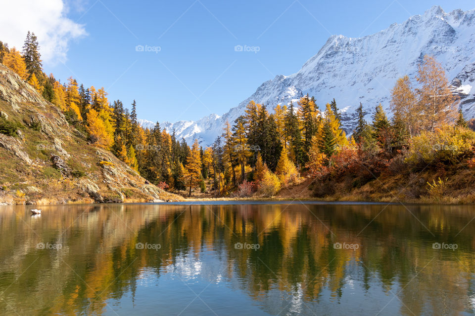 Autmn larch forest reflected in lake with snow covered mountain in background.