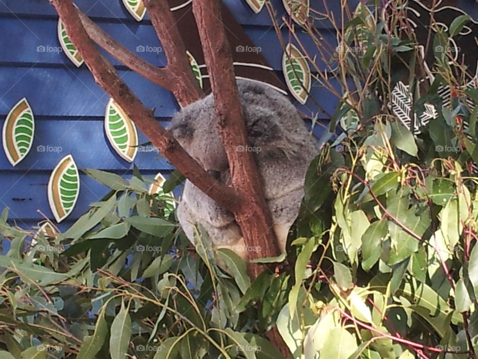 Sleepy Koala. Holiday at the Goldcoast