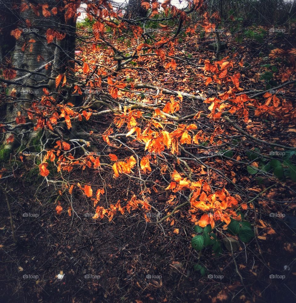 Beautiful Autumn tree