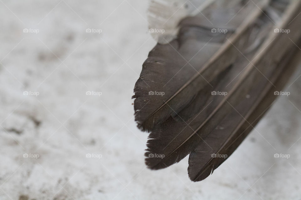 Feathers with the macro lens 