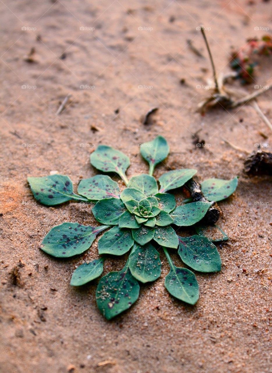 Green Plant in the Sand