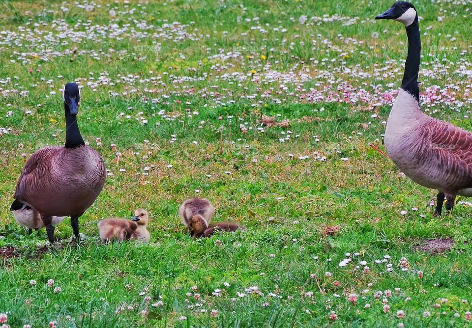 Baby Geese. Canada Goose With Hatchlings
