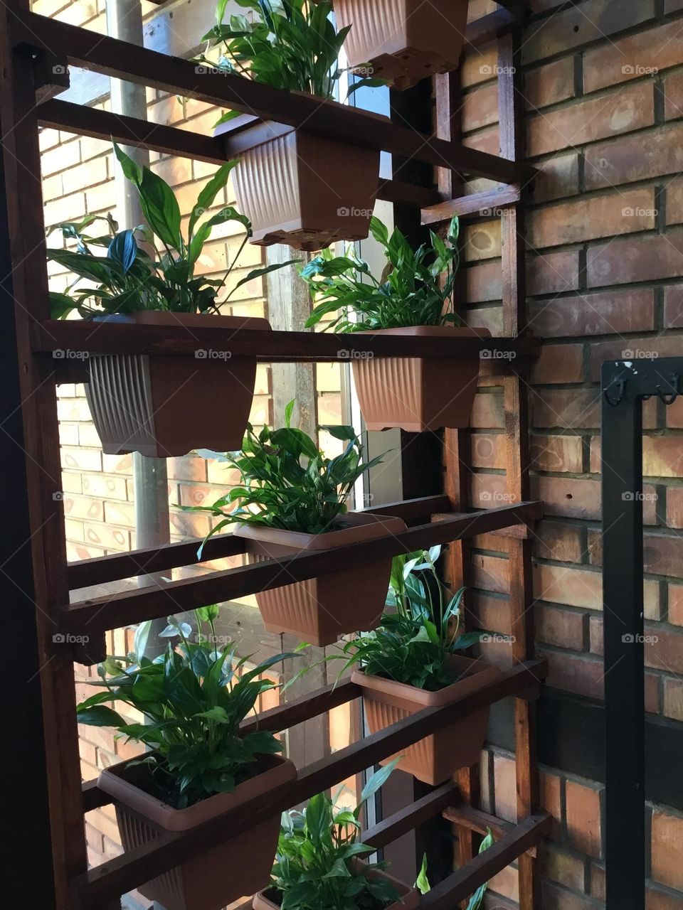 Plants around us - house plants on a planter shelf on the deck