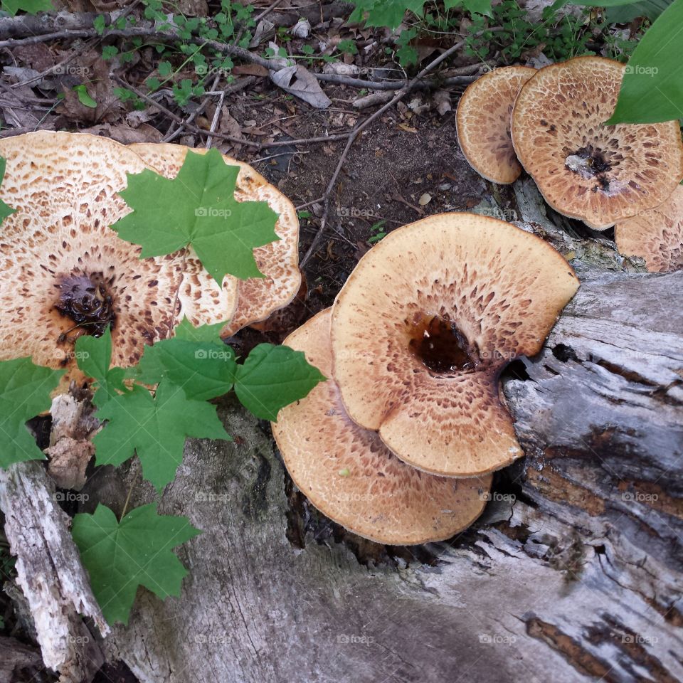 Fungi beauty