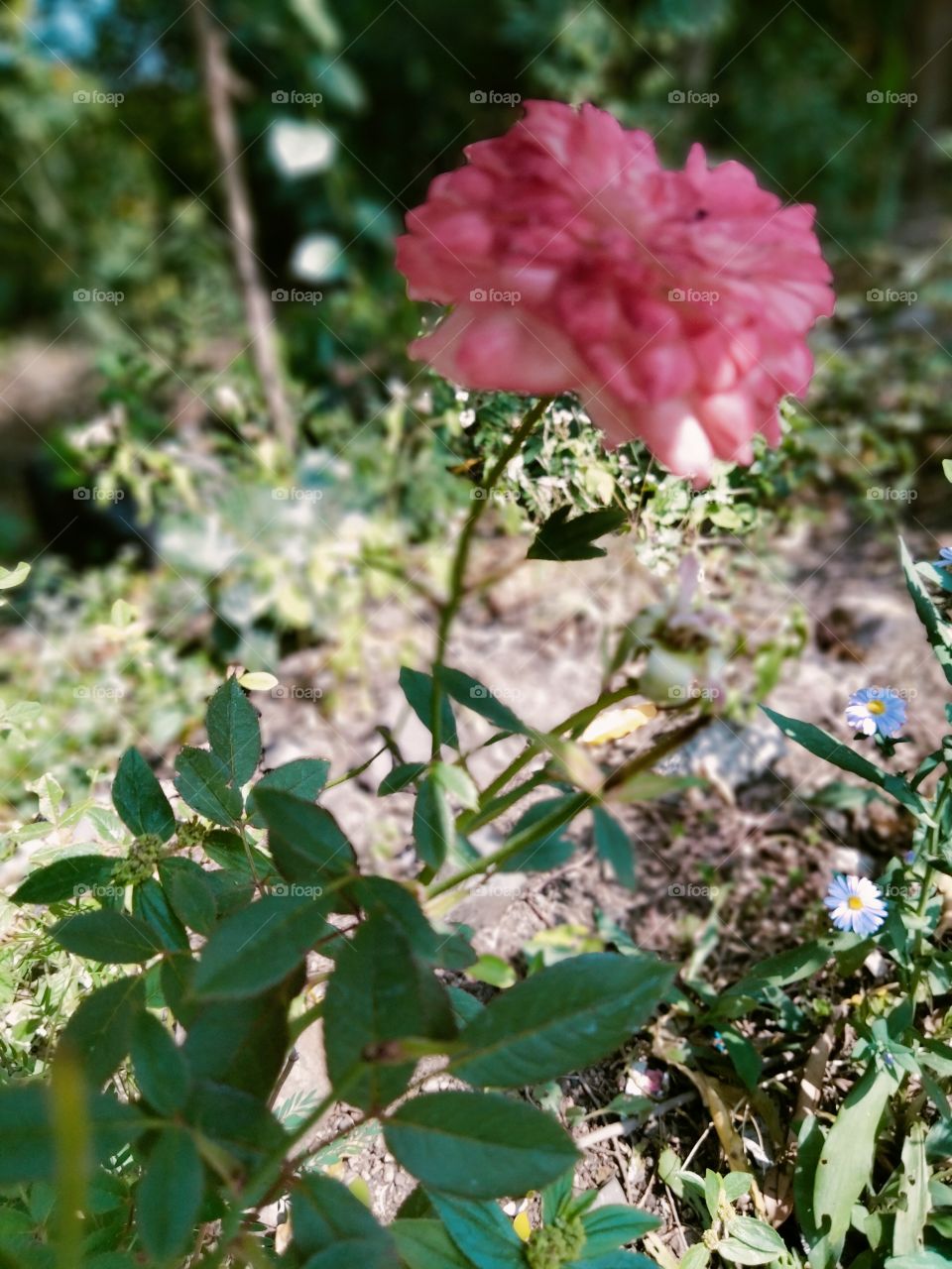 Garden roses are predominantly hybrid roses that are grown as ornamental plants in private or public gardens. They are one of the most popular and widely cultivated groups of flowering plants, especially in temperate climates.