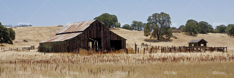 Old Barn in a Field of Golden Grasses
