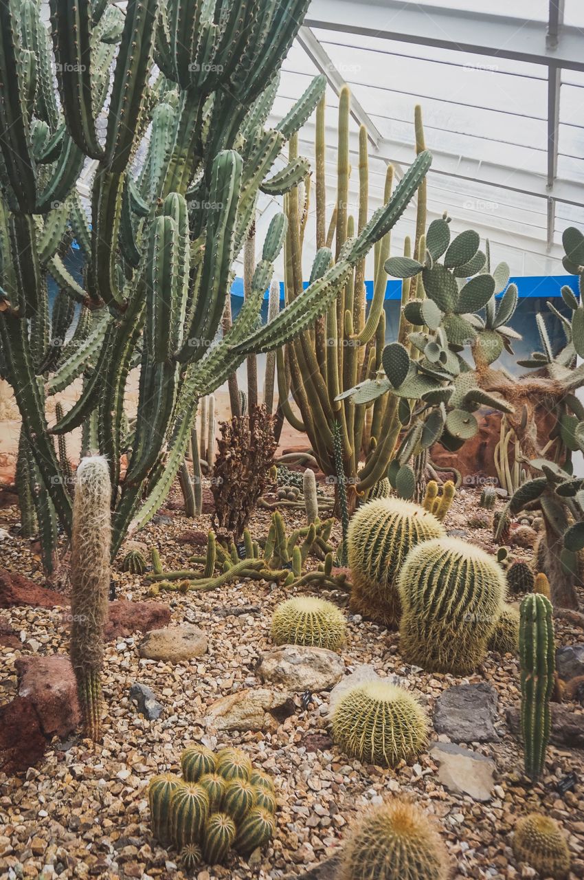 Cactus garden at Christchurch Botanic Gardens, New Zealand 