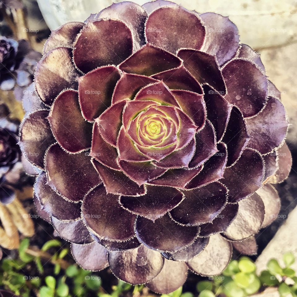 Succulent 