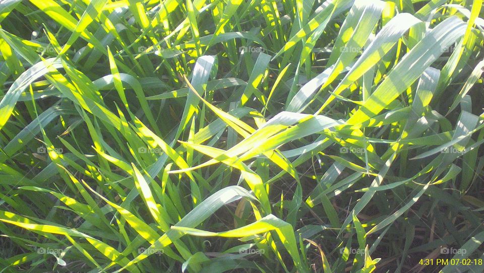 Small growing green wheat plants during winters