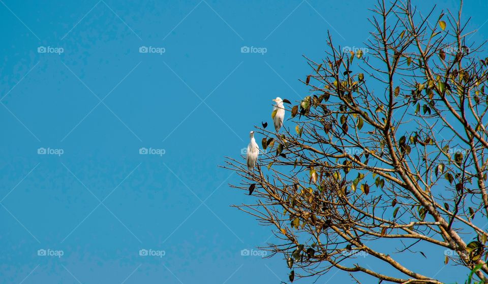 Crane birds sitting on a tree