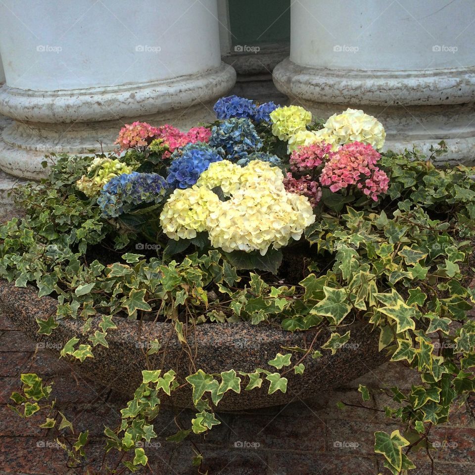 Hydrangeas  in  a large  pot with  ivy
