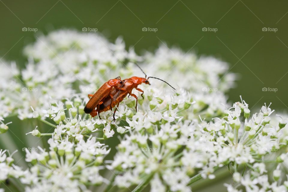 Close up or macro of two insects on a white flower