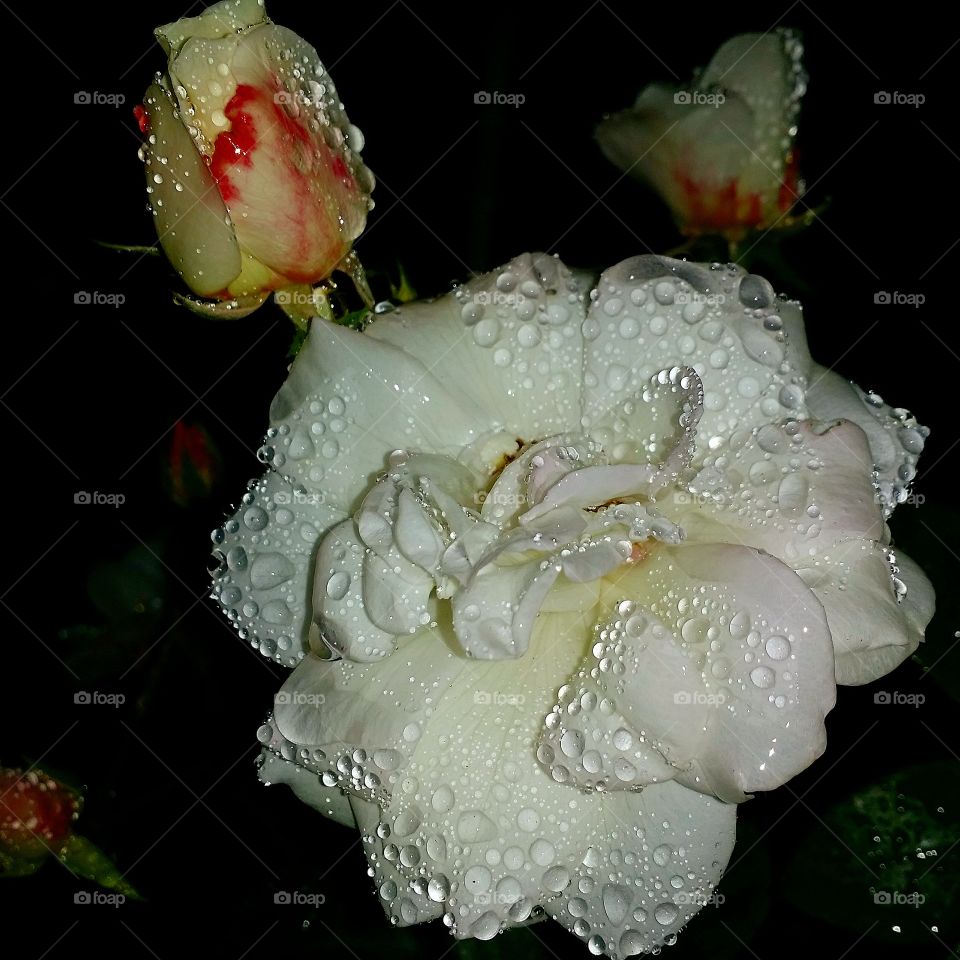 Flower, Wedding, Rose, No Person, Bouquet