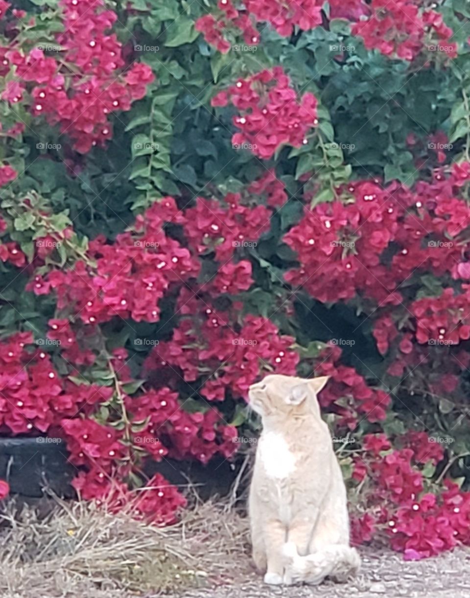 stop and smell the flowers