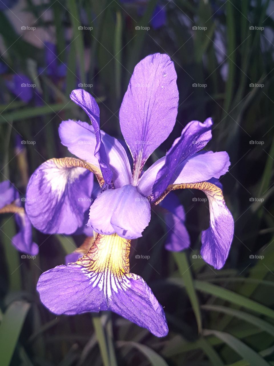dark purple iris