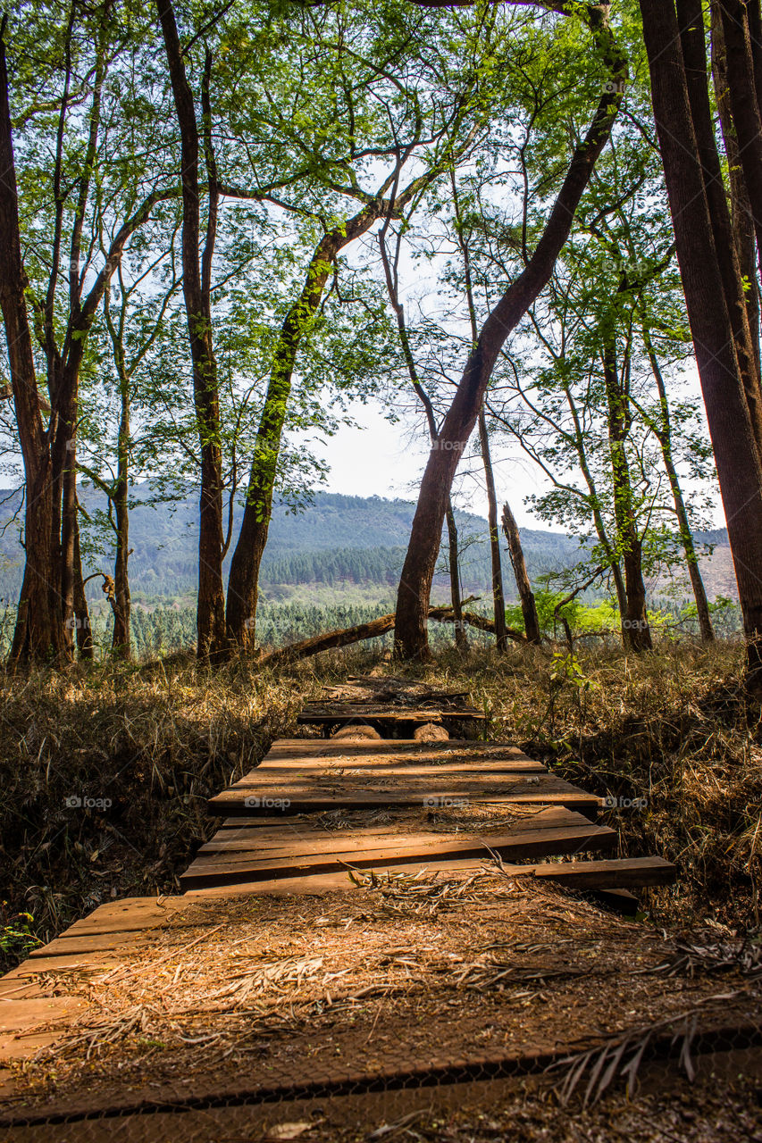foot bridge in the forrest