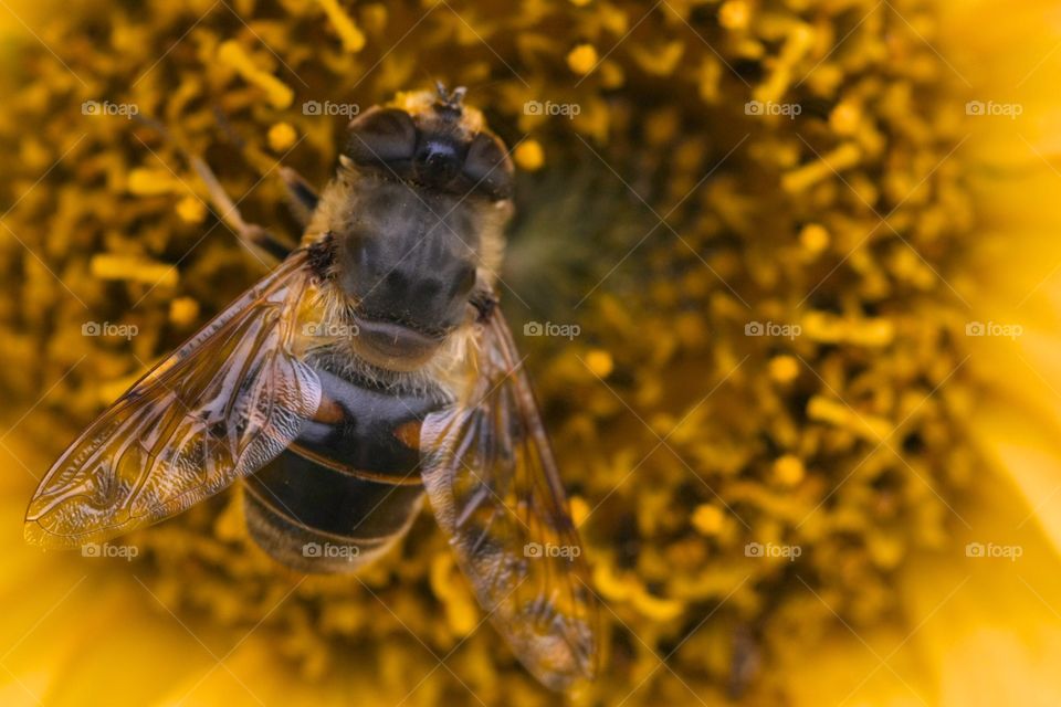 Close-up of bee feeding from sunflower