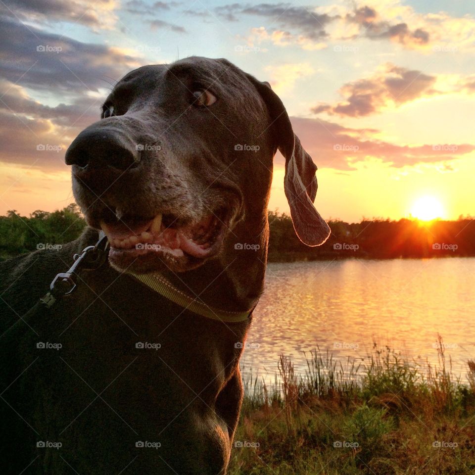 Handsome in the sunset