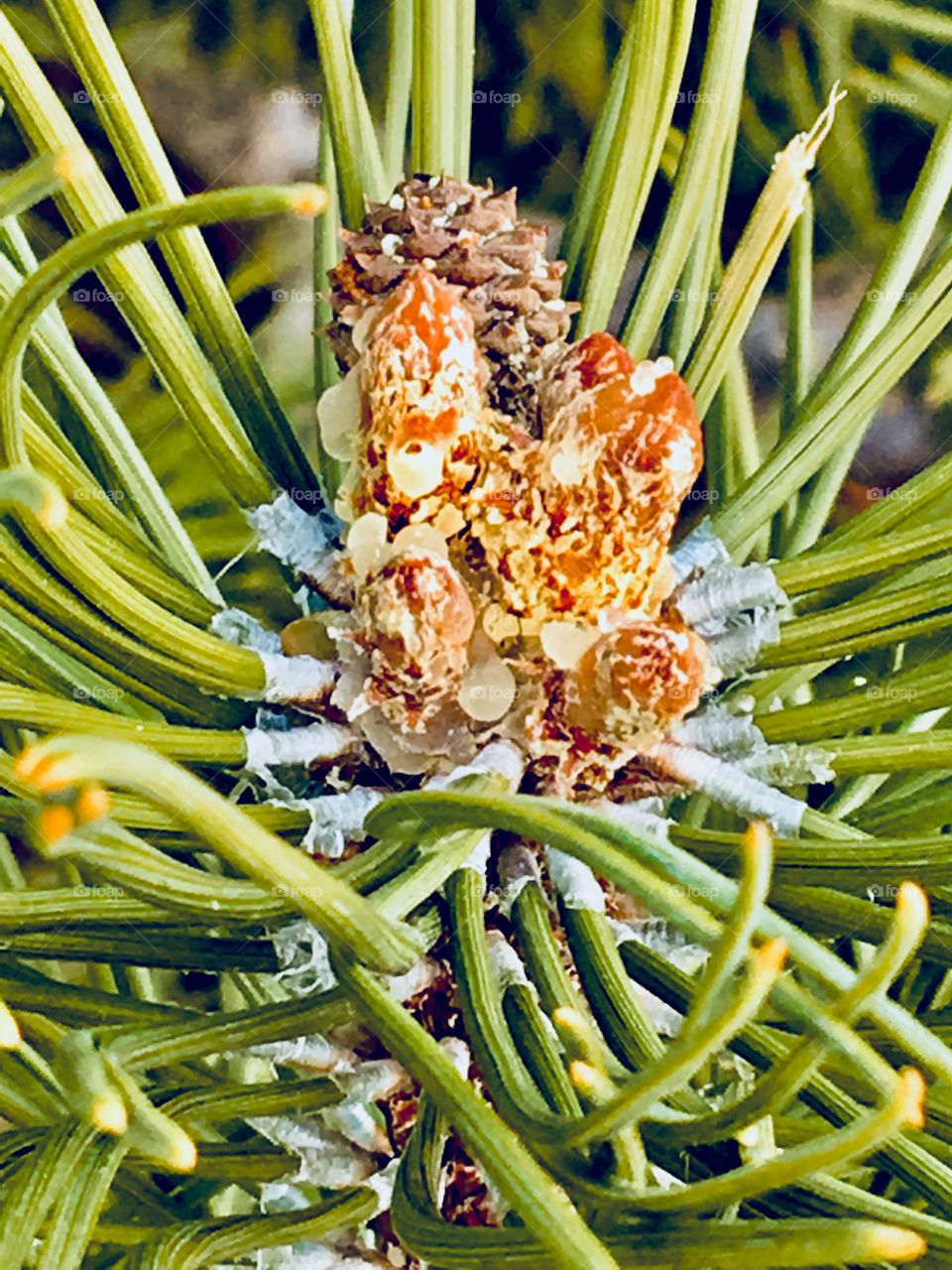 Initiation of flowering buds in pine 