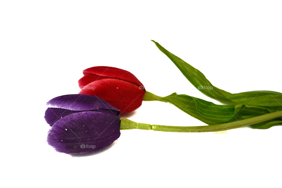 Violet and red tulips on white background