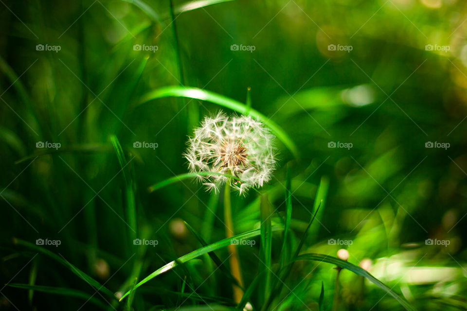 background image of grass in golden time