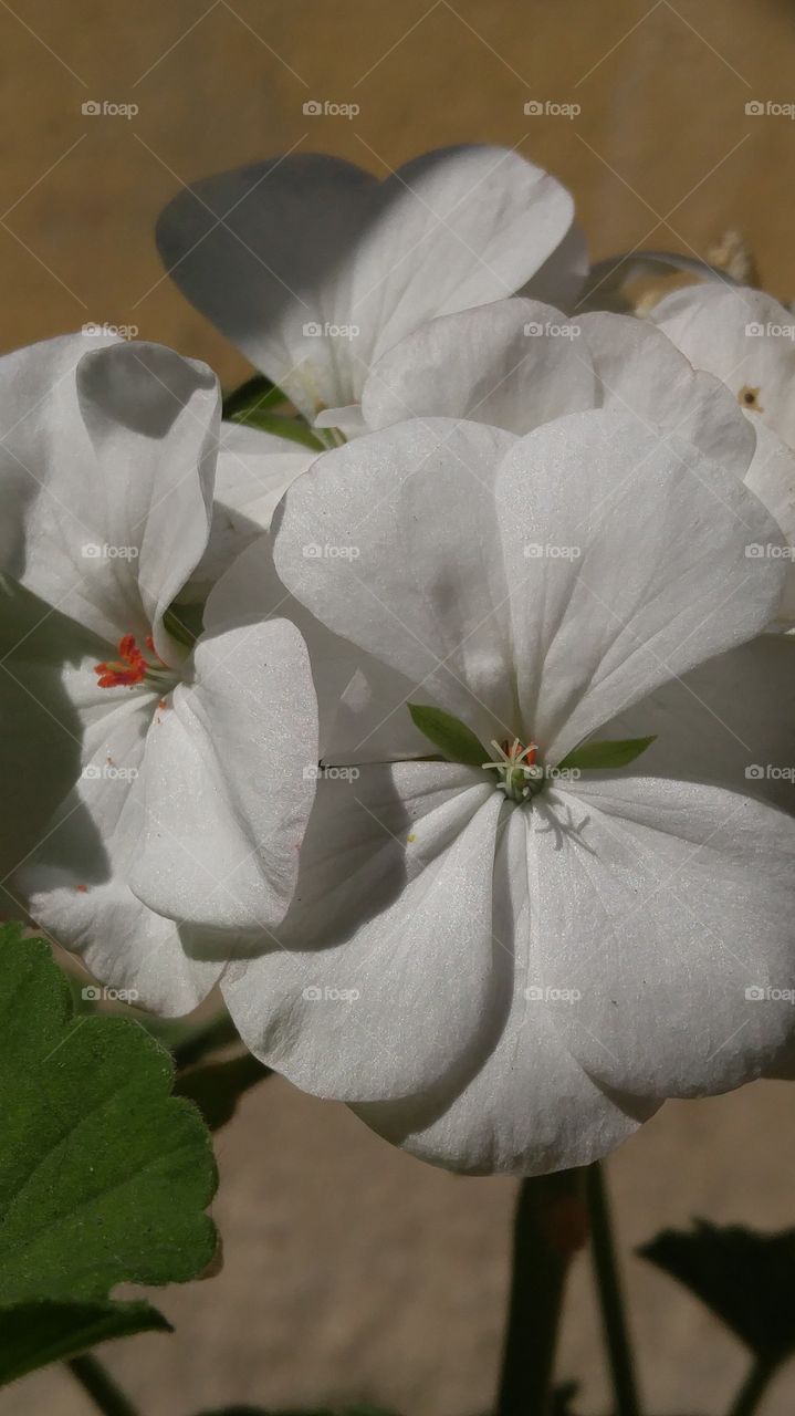 flores do quintal. flores brancas dando um toque de brilho no meu jardim