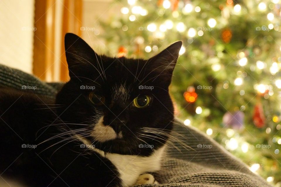Cat at Christmas