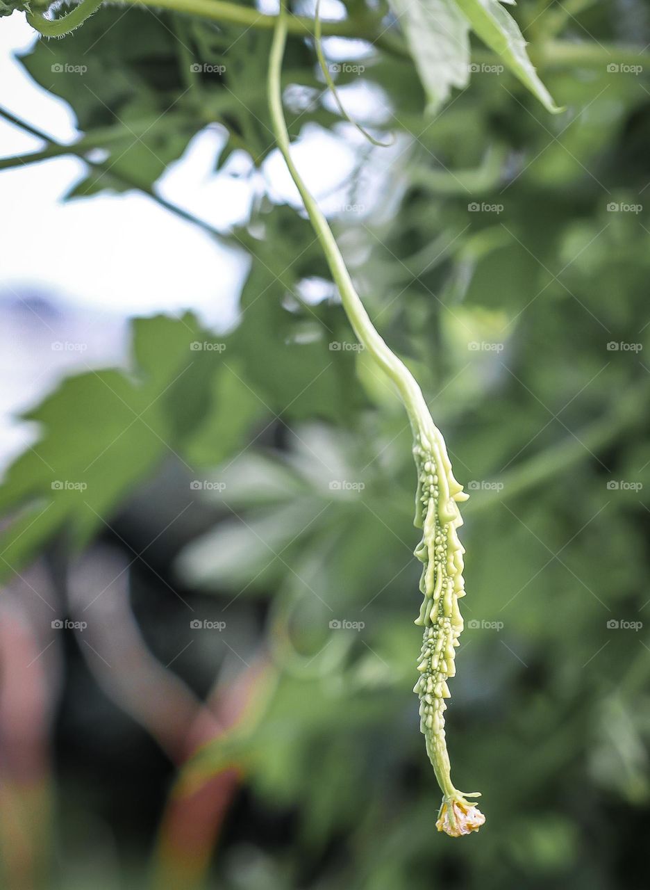 Bitter gourd with flower