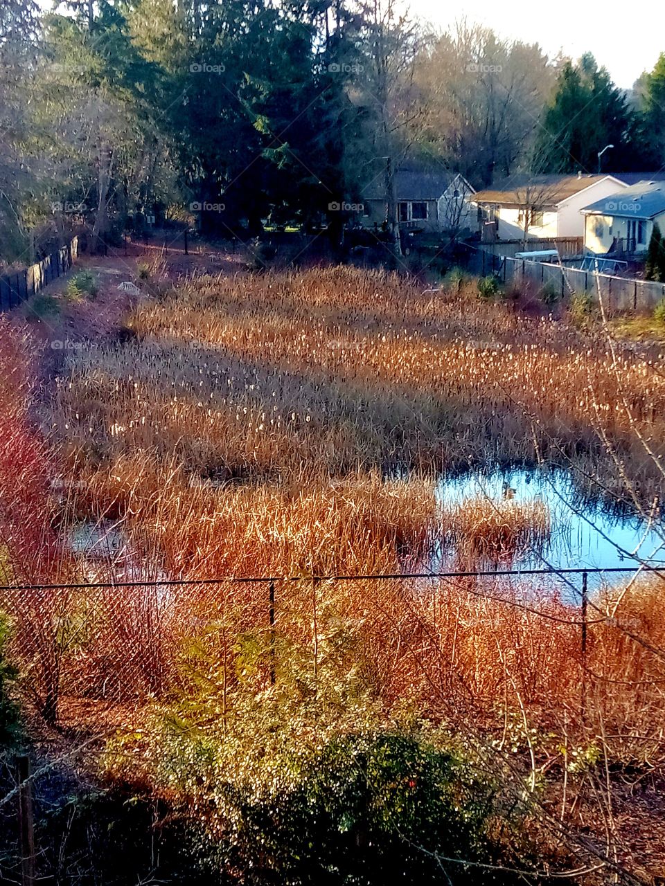 Back yard pond