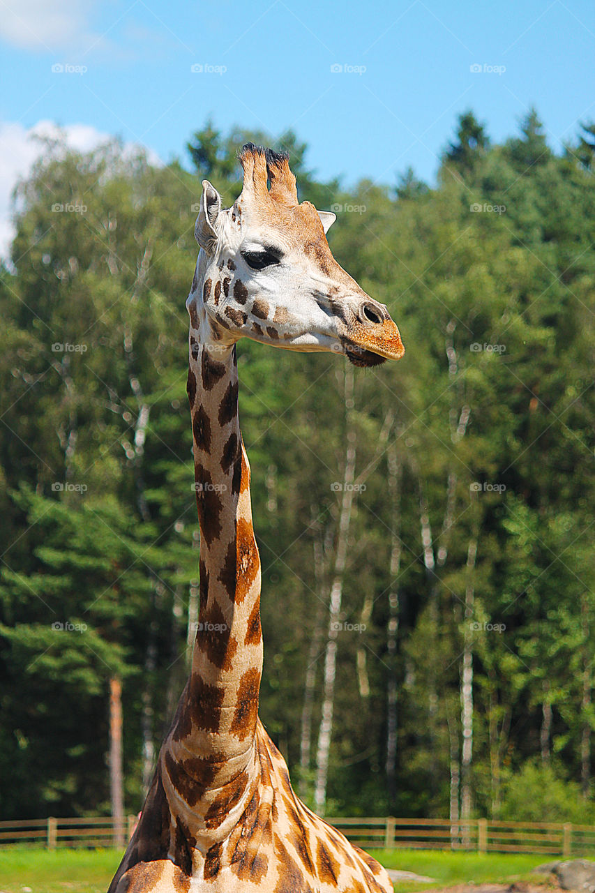 giraffe