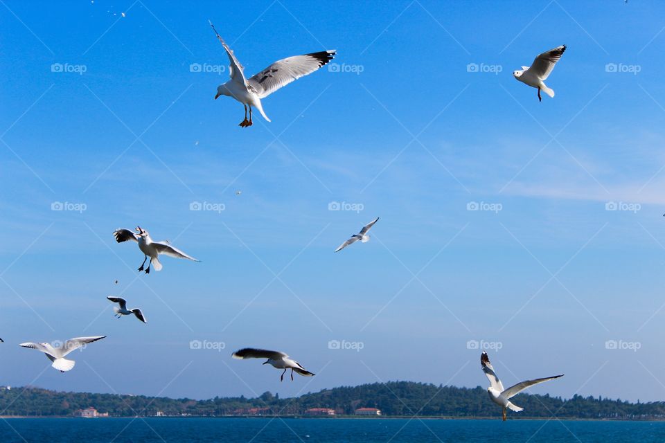 The Seagulls