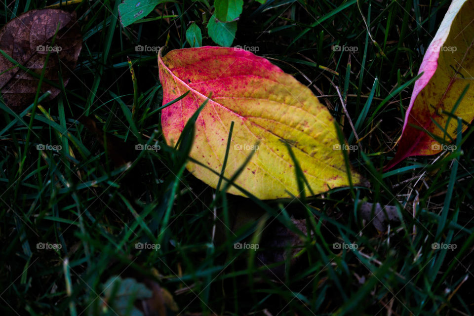 red and yellow leaf