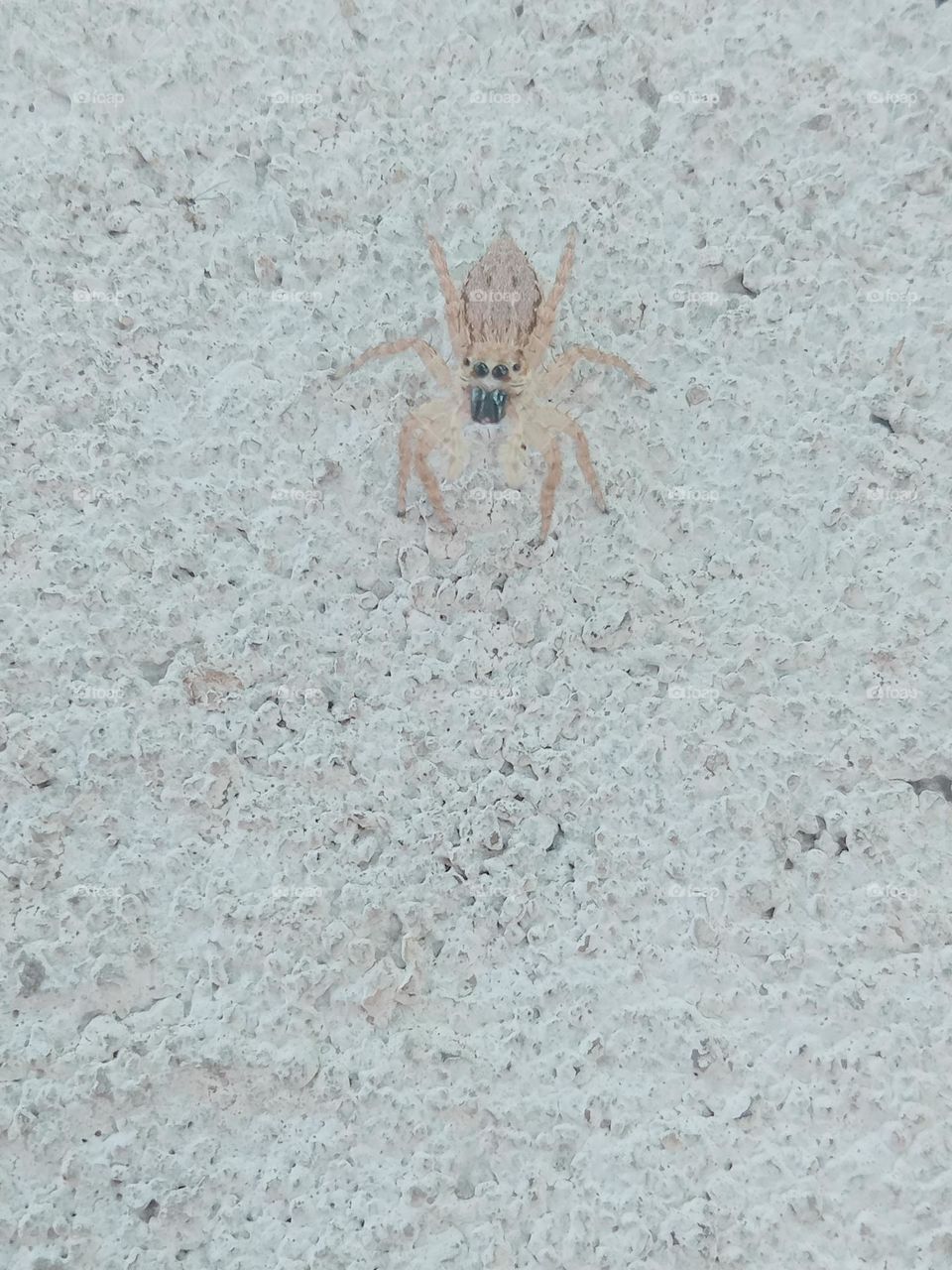 ravarma vanguvo  Jumping spider,   Little power, Eyes, Golden