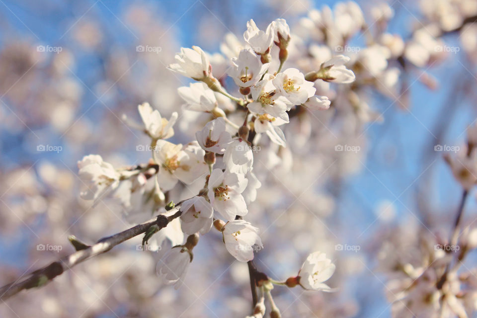 Tree Blossomd