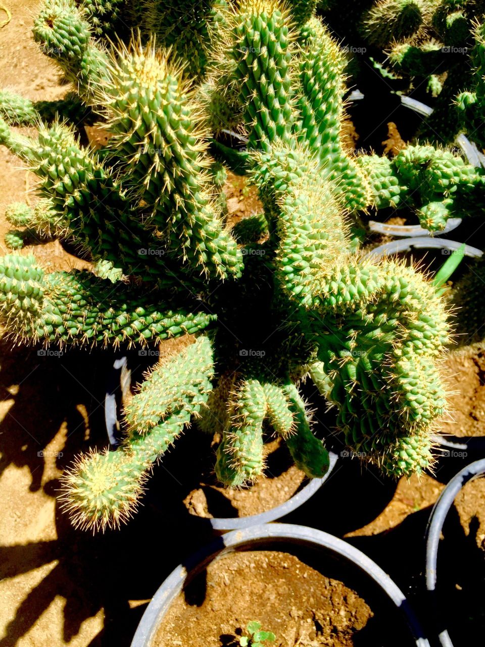 Cactus 