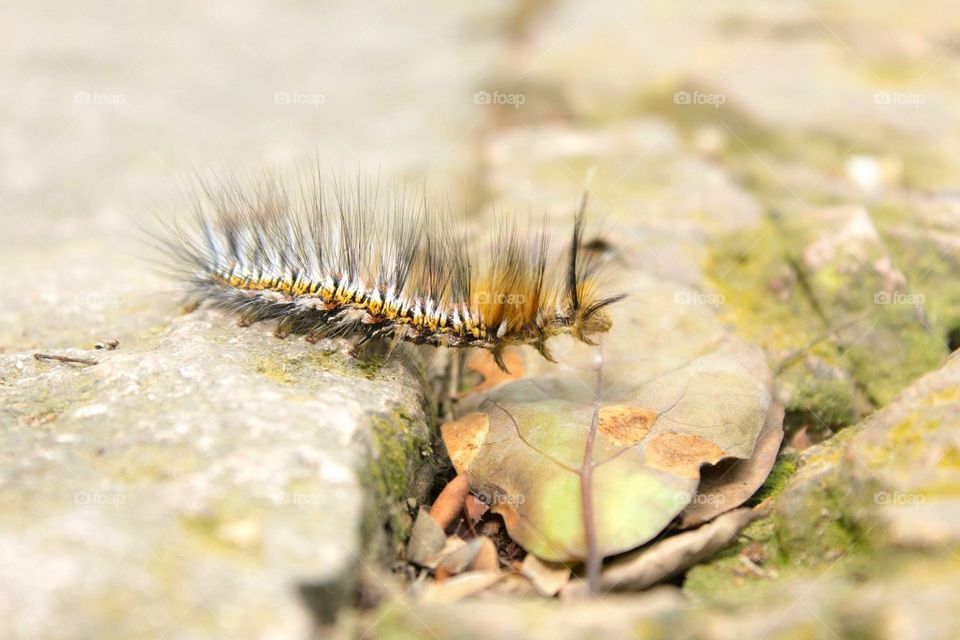 Spiny caterpillar