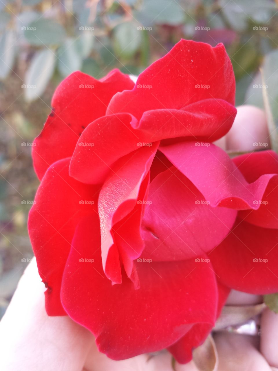 stop to smell the roses