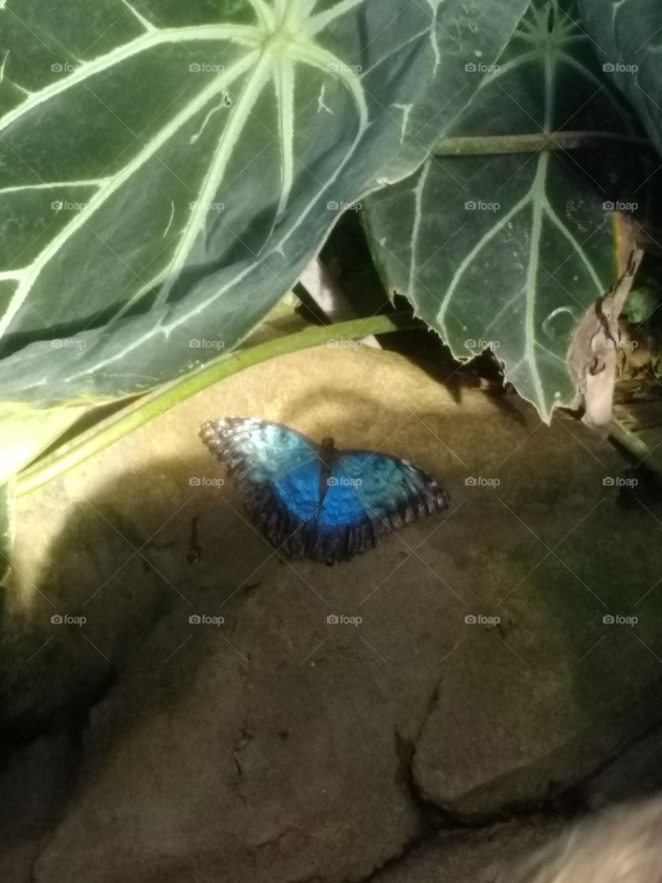 butterflies, butterfly, blue, blues, greenery, rock, one, beautiful