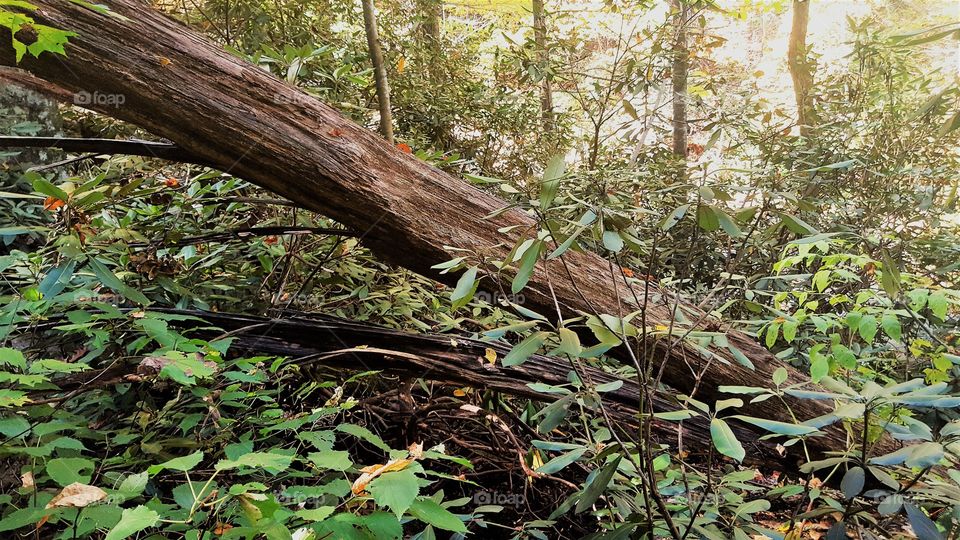 Close-up of fallen tree in forest